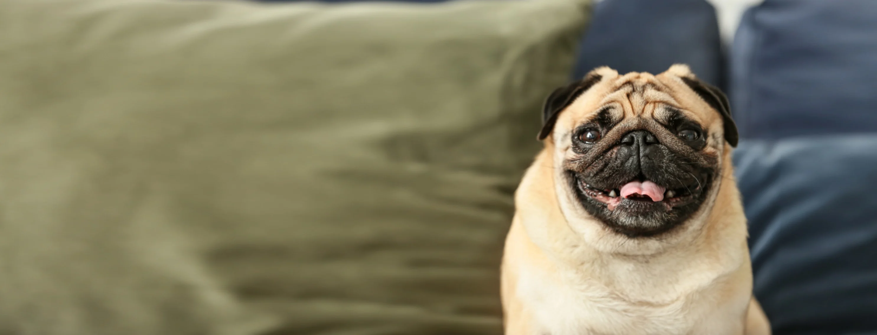 A pug sitting on a blue couch with green pillows